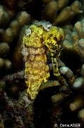 Hippocampus reidi Hippocampe a long nez-Bonaire Sampler-17m-20180219-Denis-ADER-DSC_6731_tn
